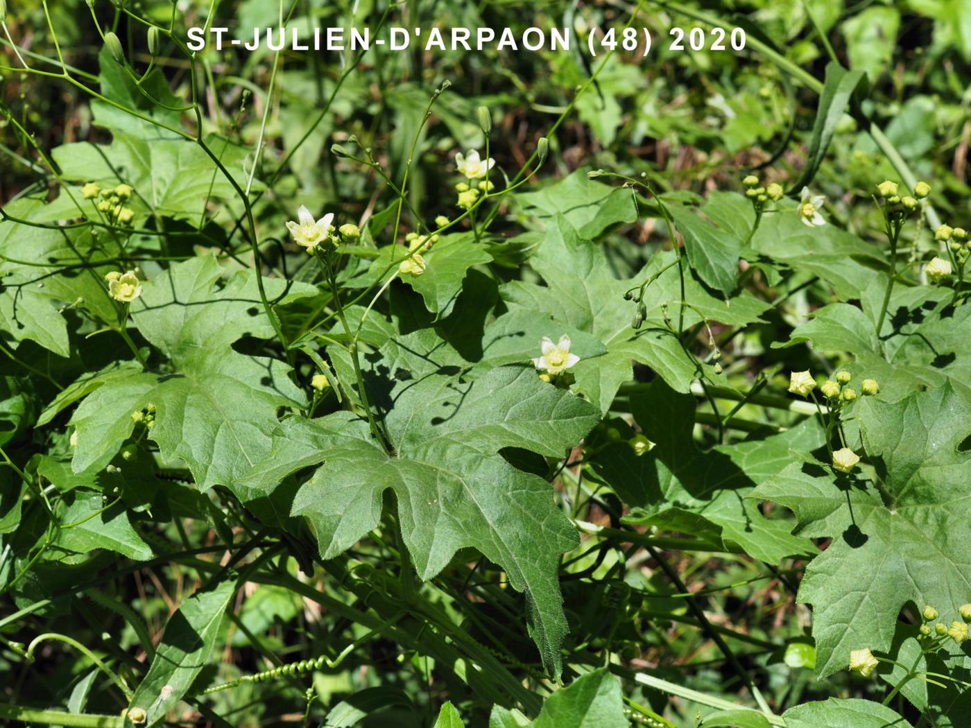 Bryony, White plant